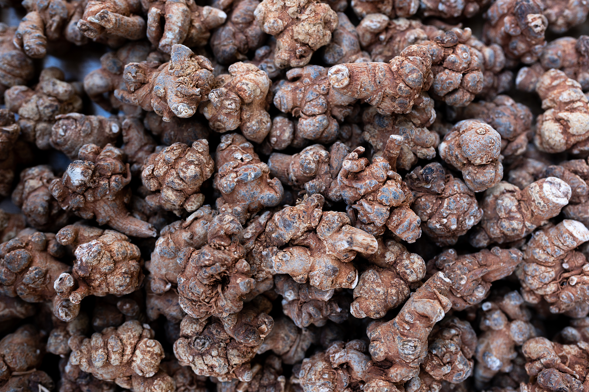 国内对文山三七的研究现状