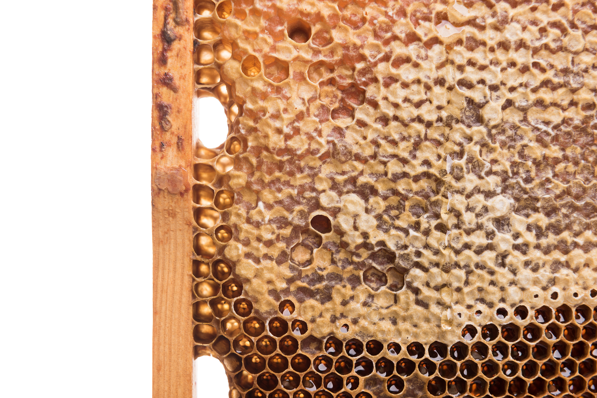 石蜡切片法脱水要怎么操作