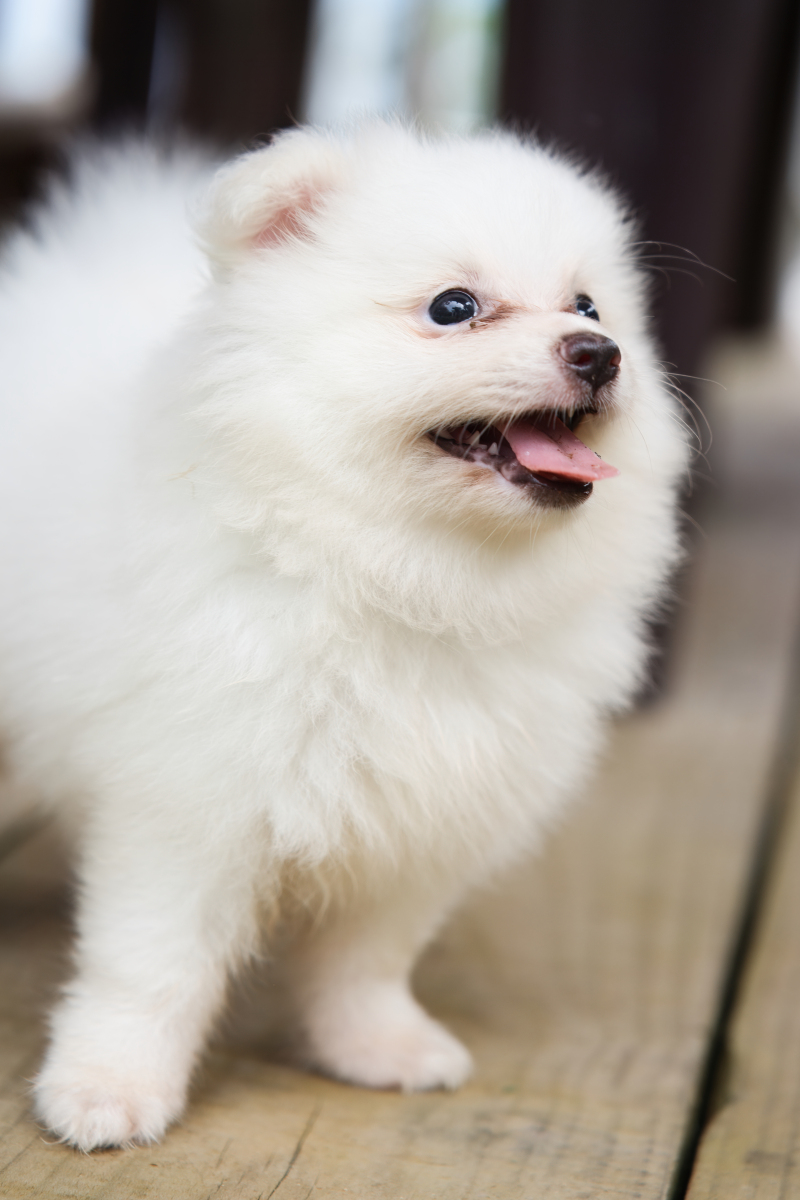 别让这些常见蔬菜伤害你的博美犬,保护它们的健康从餐桌开始!