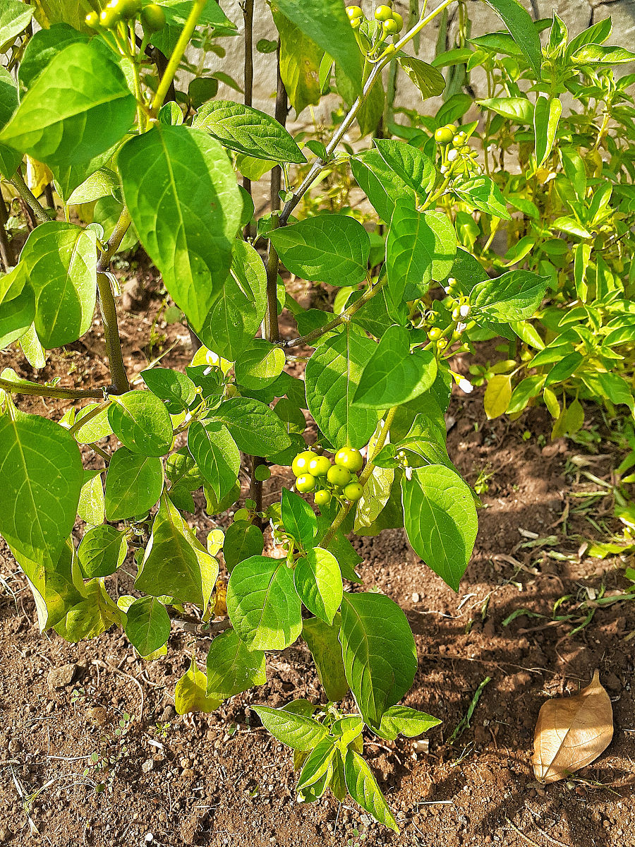 多效唑对绣球花灌根浓度回答加拓展。