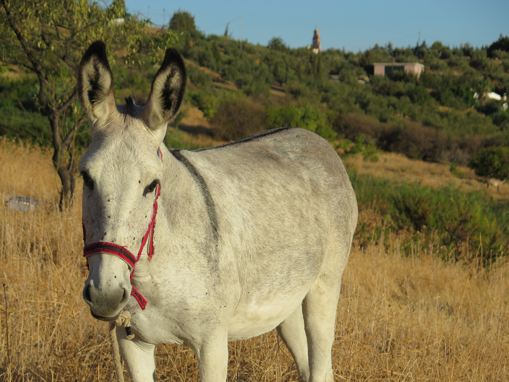 donkey with fly covered face