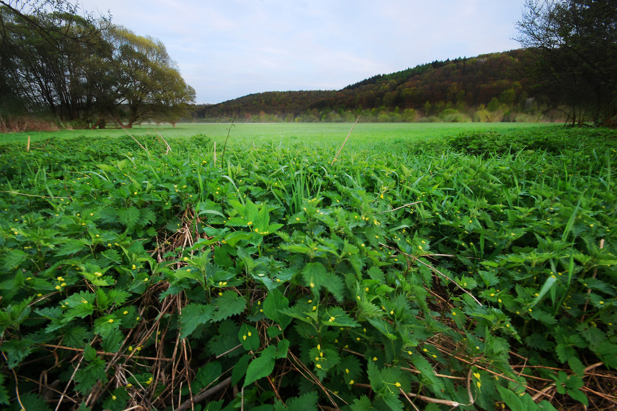 nettle field