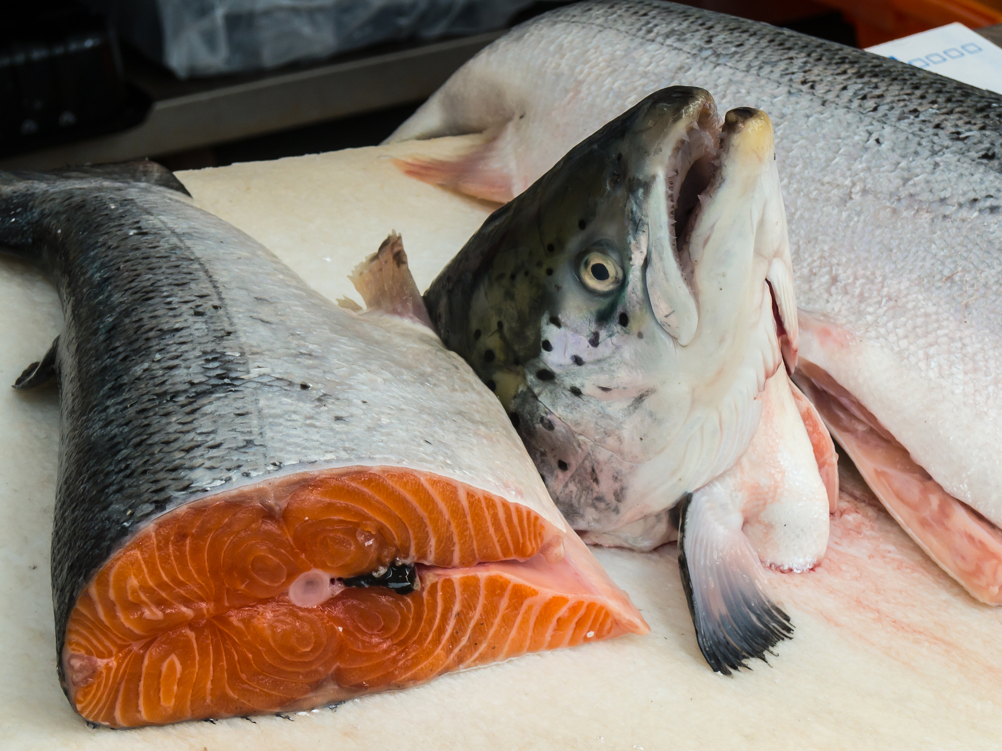 三文鱼：美味鱼类，并非软体动物！