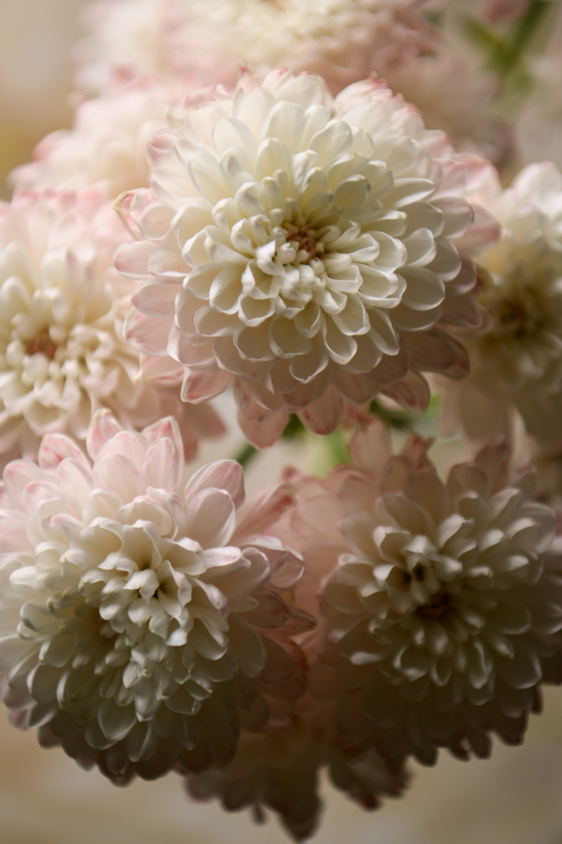 菊花香气：清新淡雅，令人心旷神怡