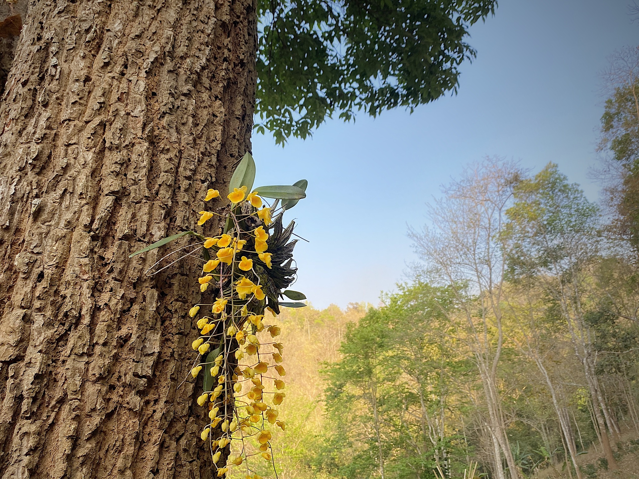 native species orchids,dendrobium lindleyi steud, at tropical tr