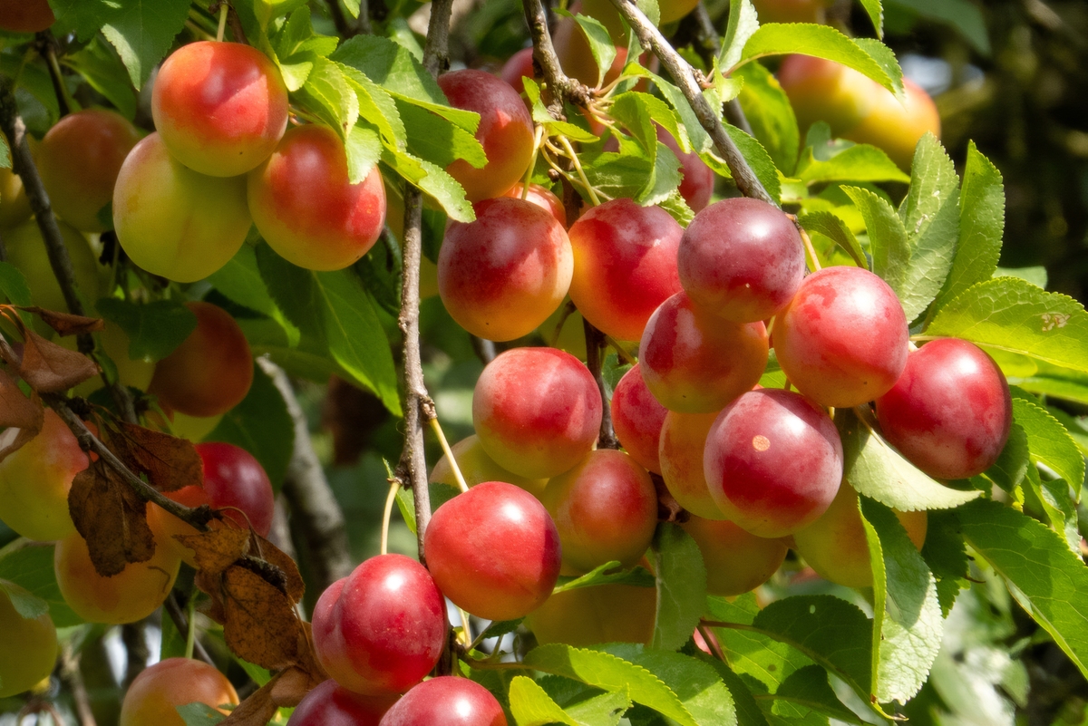 李子成熟的季节：夏季和秋季 - 最佳品尝时间