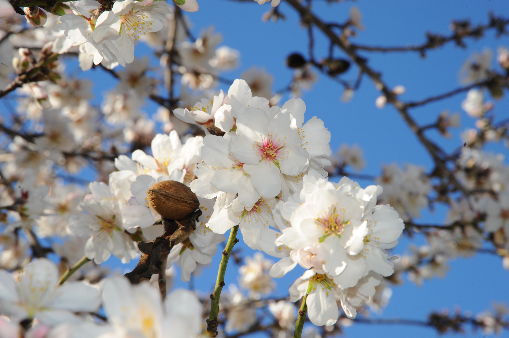 mandelblüte in spanien