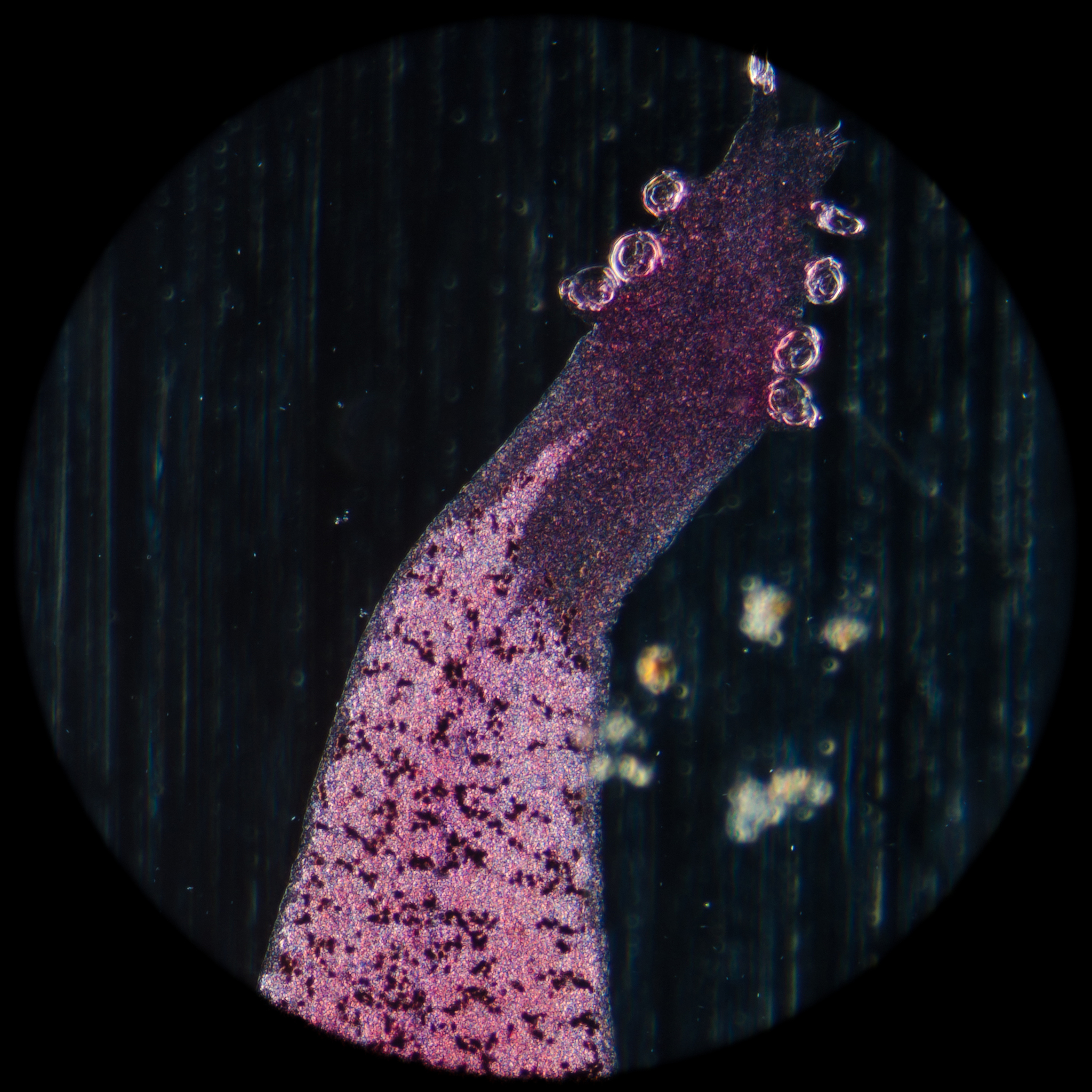 宠物寄生虫传染人类？如何预防？