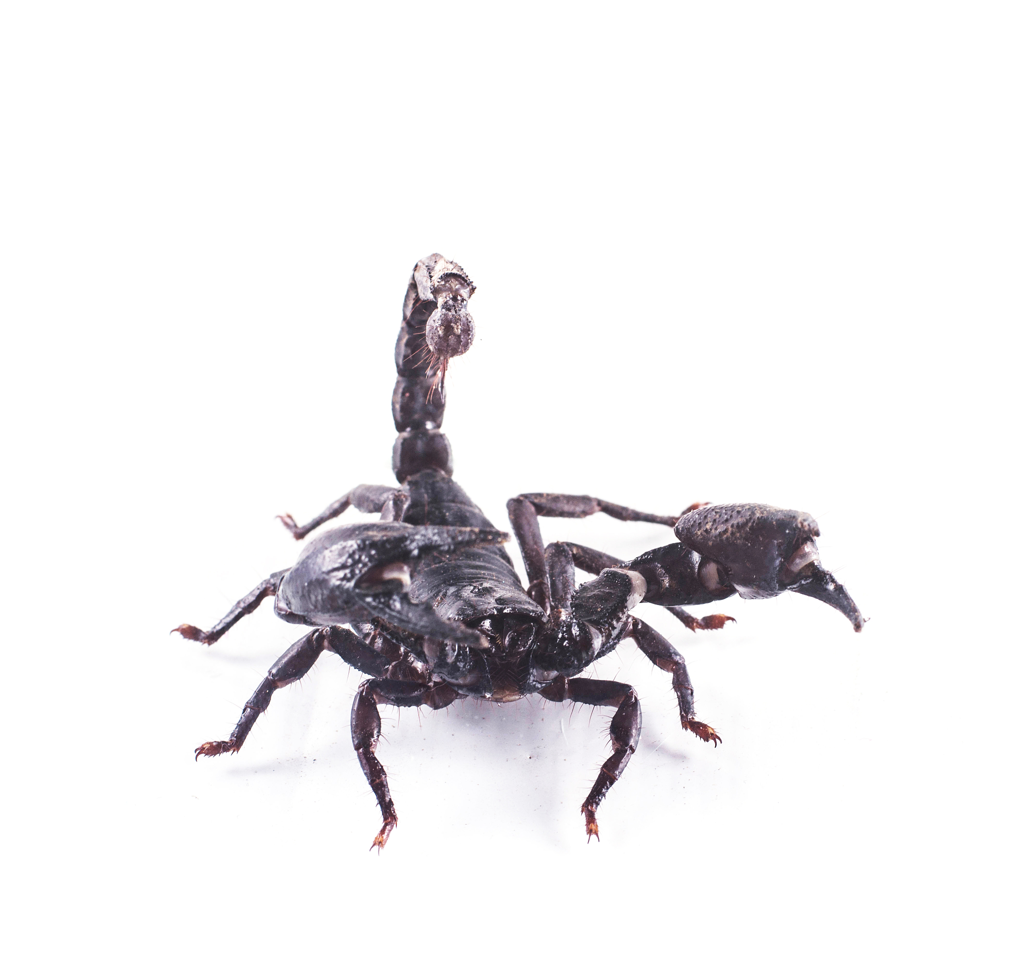 生成一张按照生物形态结构分类和按照生活环境分类的分类图不少于十个