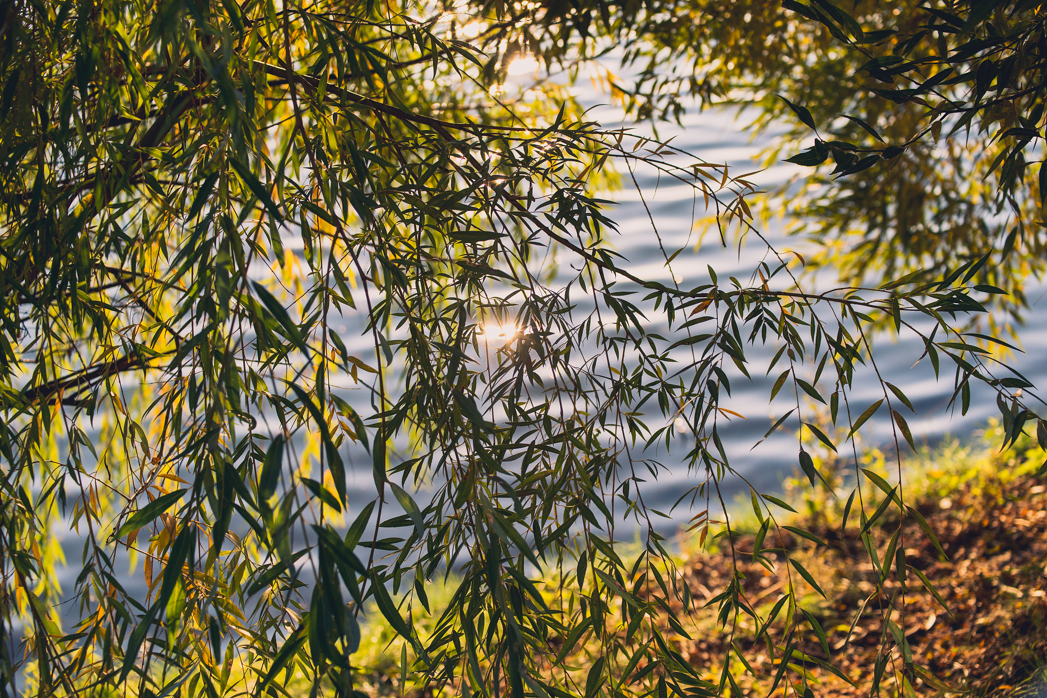 一首写春天的诗句子中可能有黄这个字