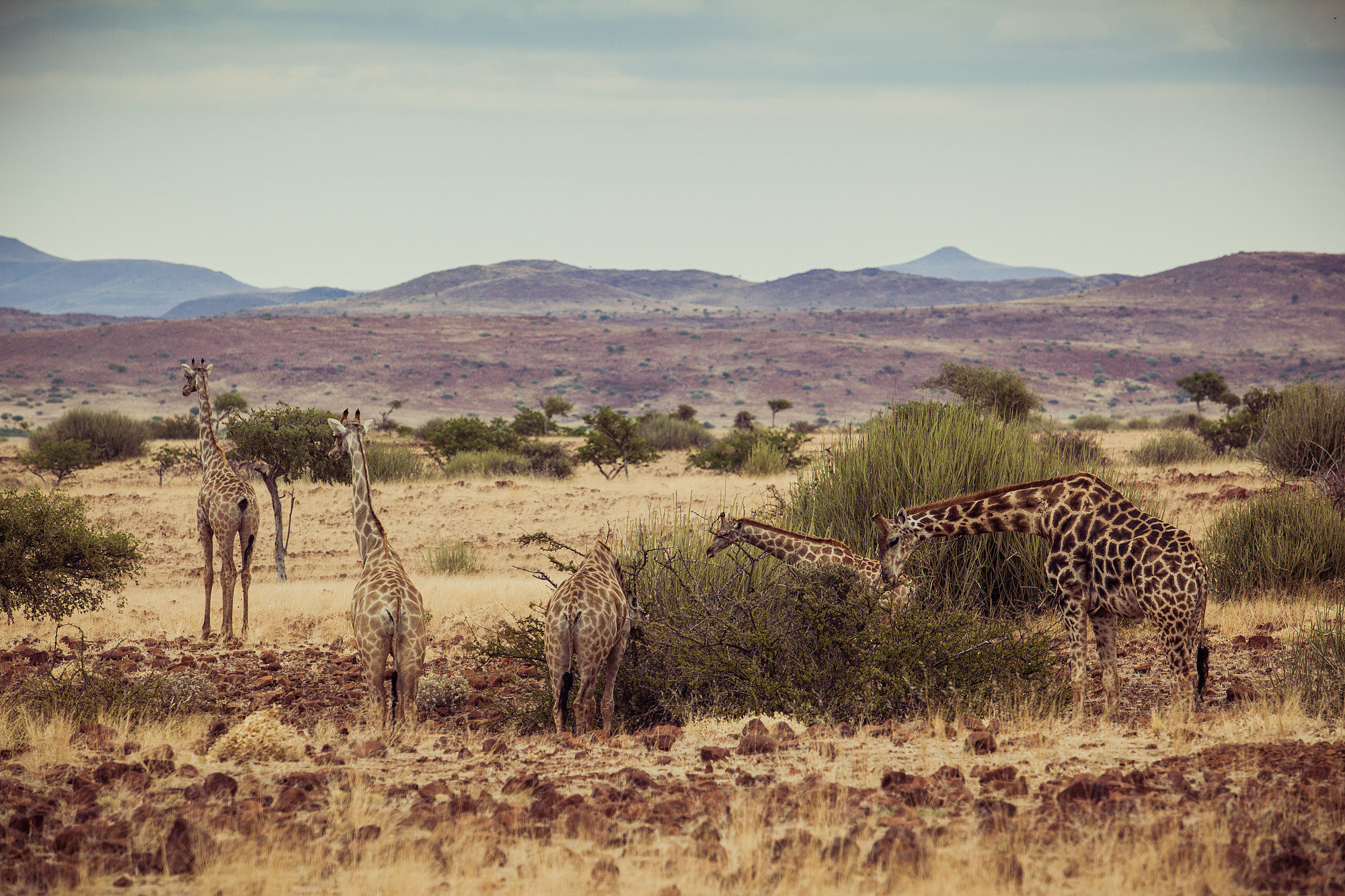 group of giraffes in namibia