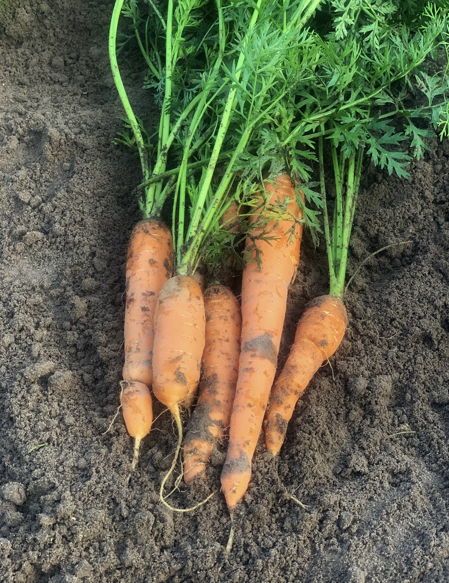 萝卜育种方案：从种质资源到良种推广