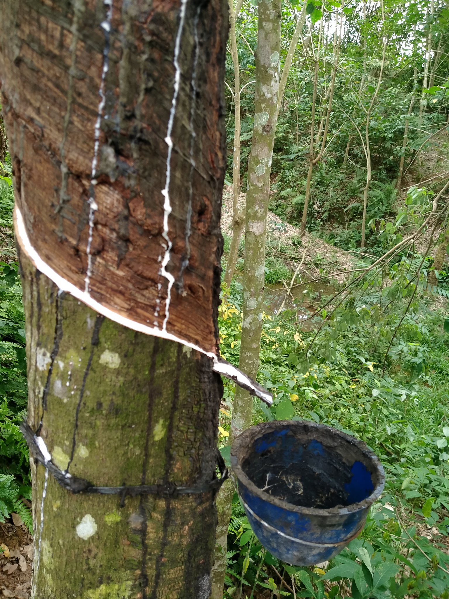 阴河分场云杉侧扁锉叶蜂防治工作圆满完成，成效显著