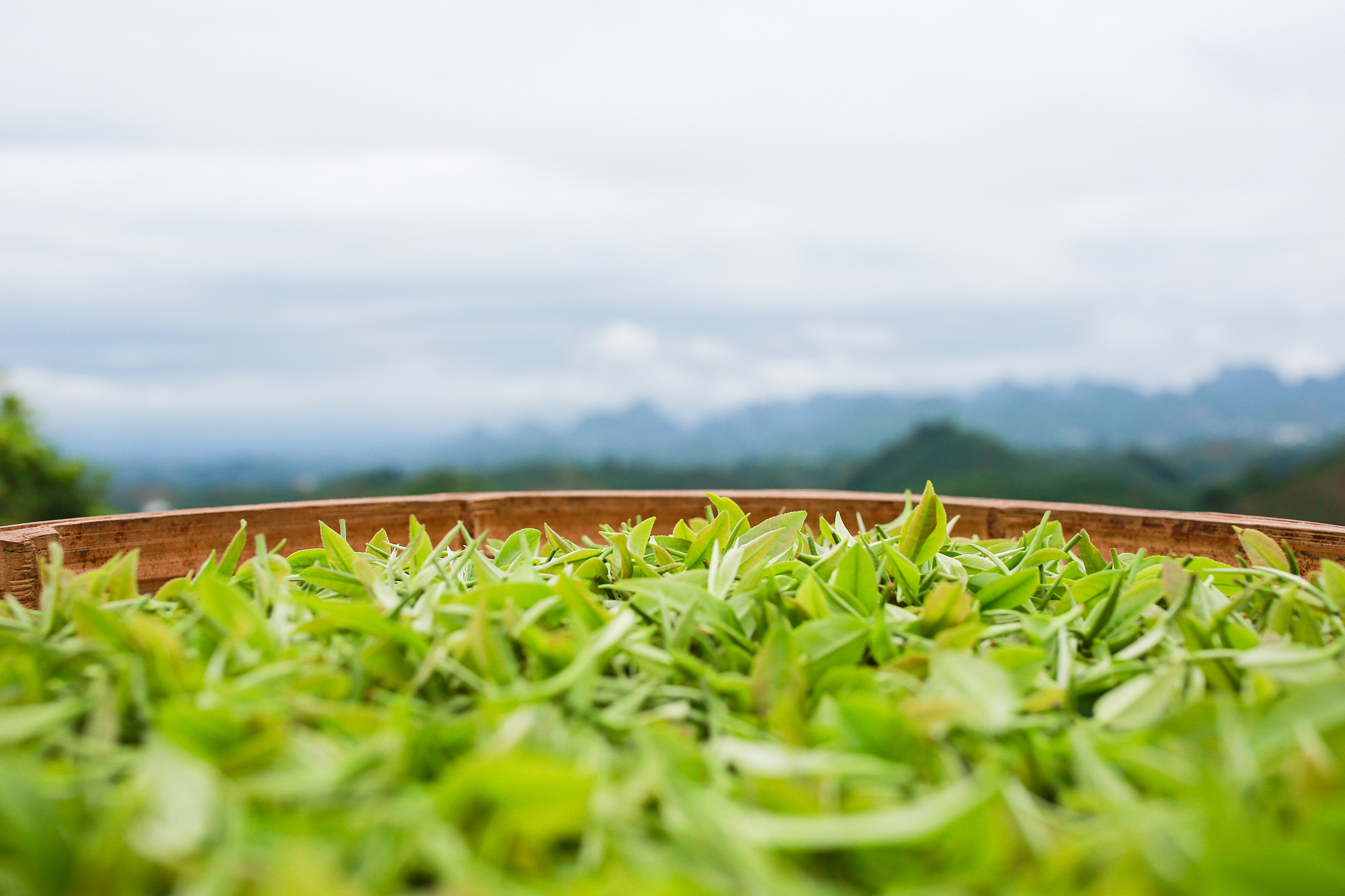 桃心岛茶叶：品质保证，茶香四溢