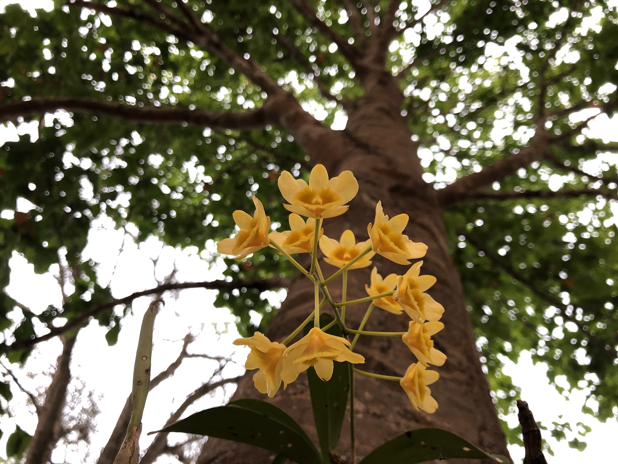 native species orchid,dendrobium, on tropical tree.