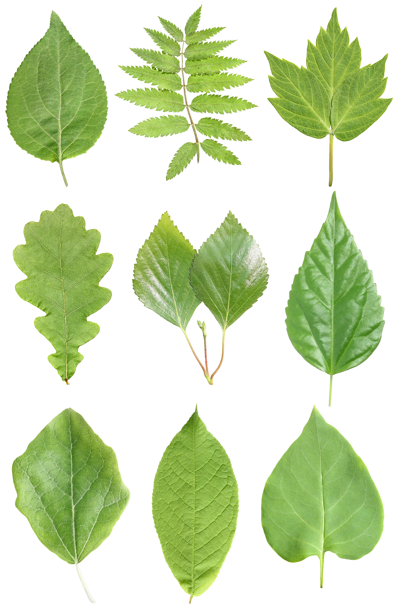 leafs