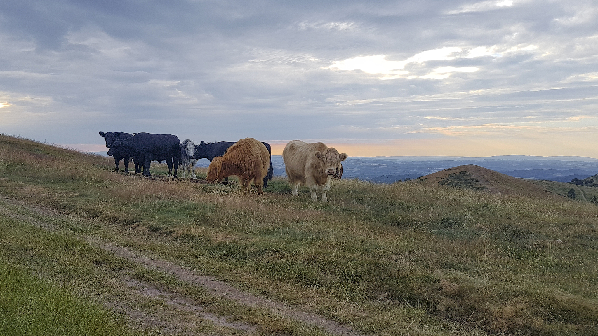 cattle on the malvern hills