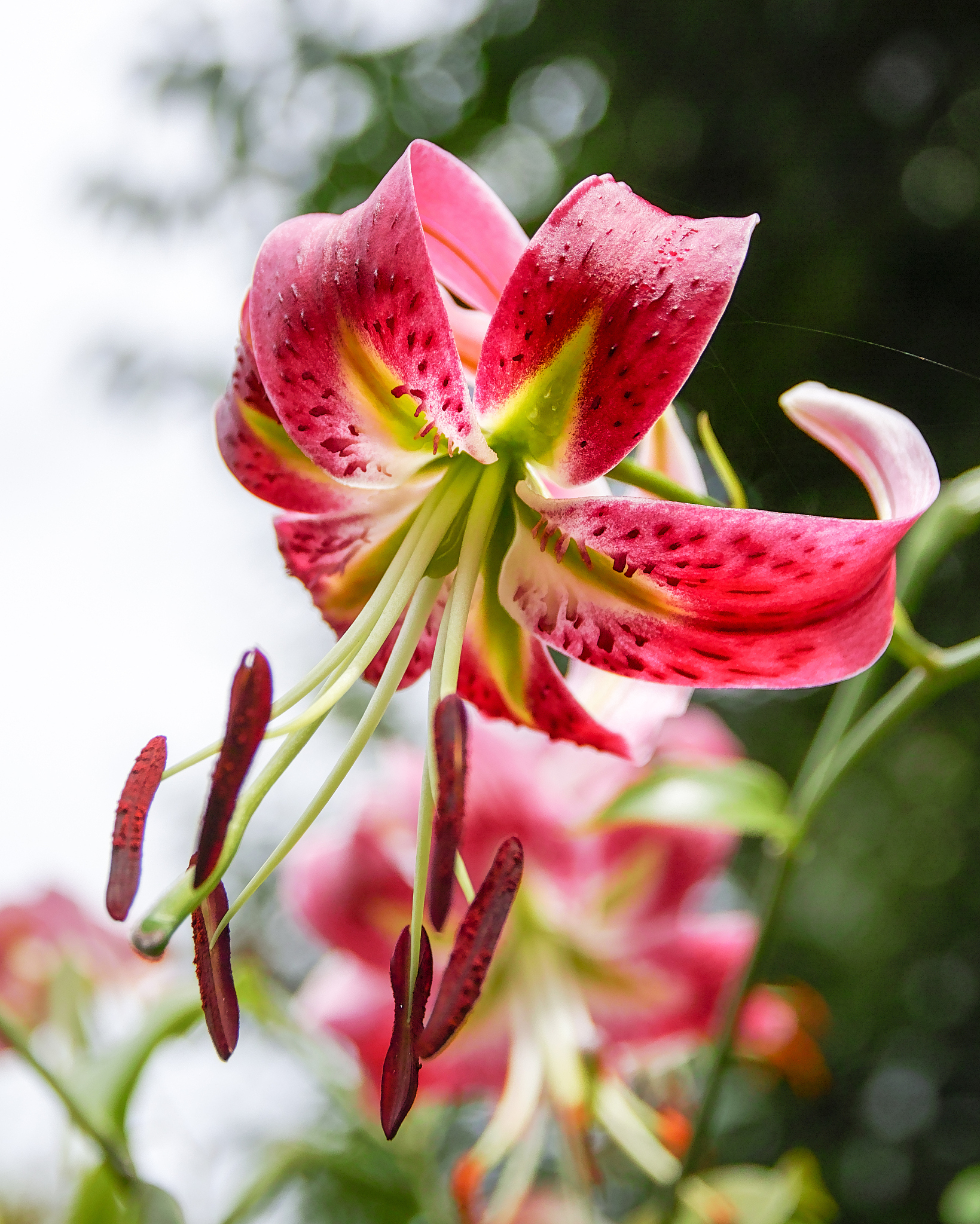 苹果手机连接华为音响小艺 操作步骤帮我用200字详细描述