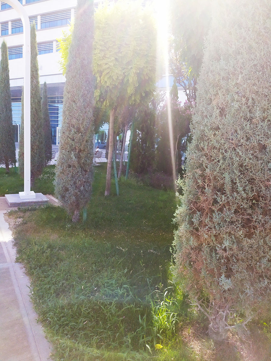 吉林工商院里中的什么花