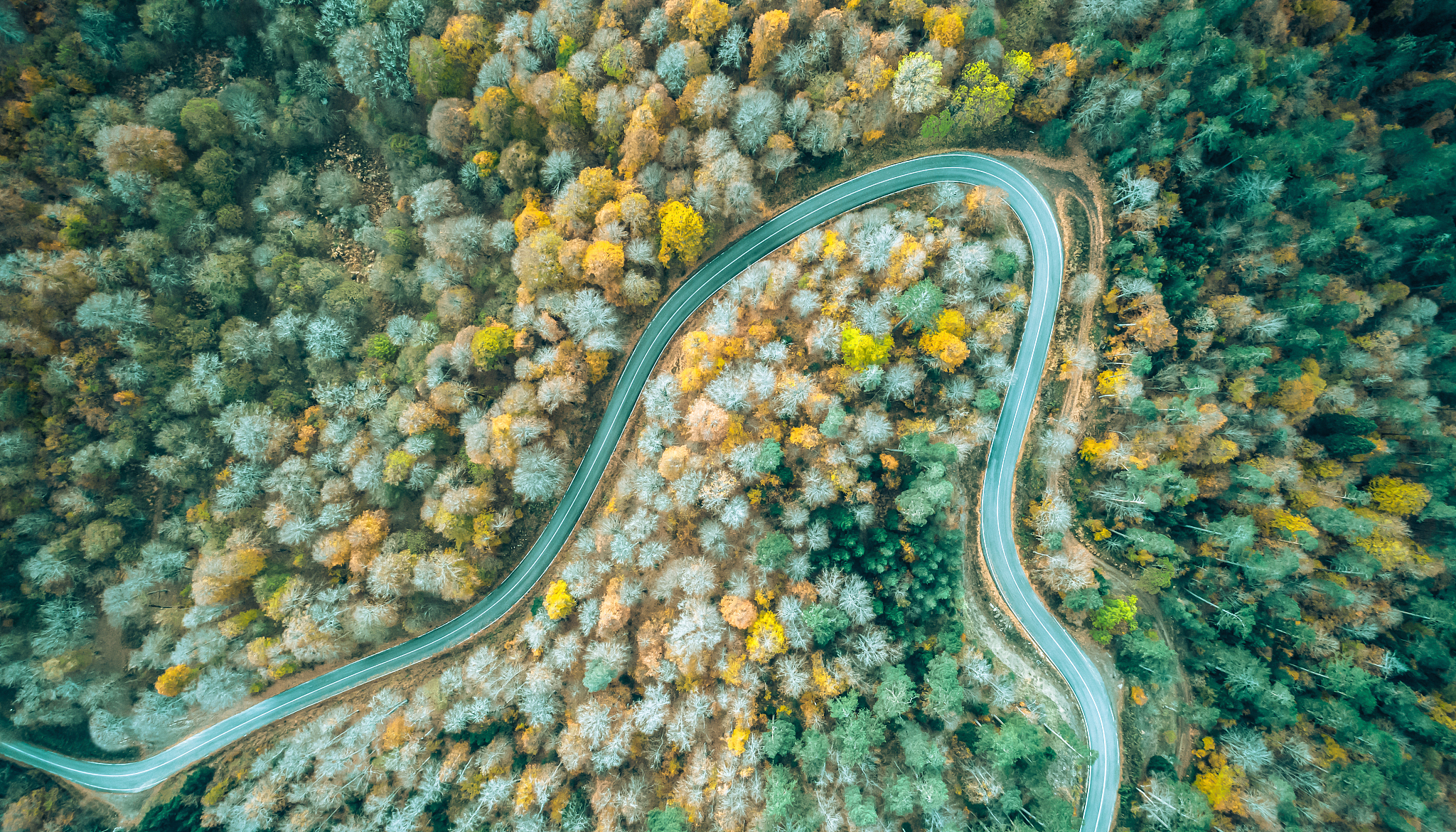 autumn forest road from a drone, yedigoller bolu