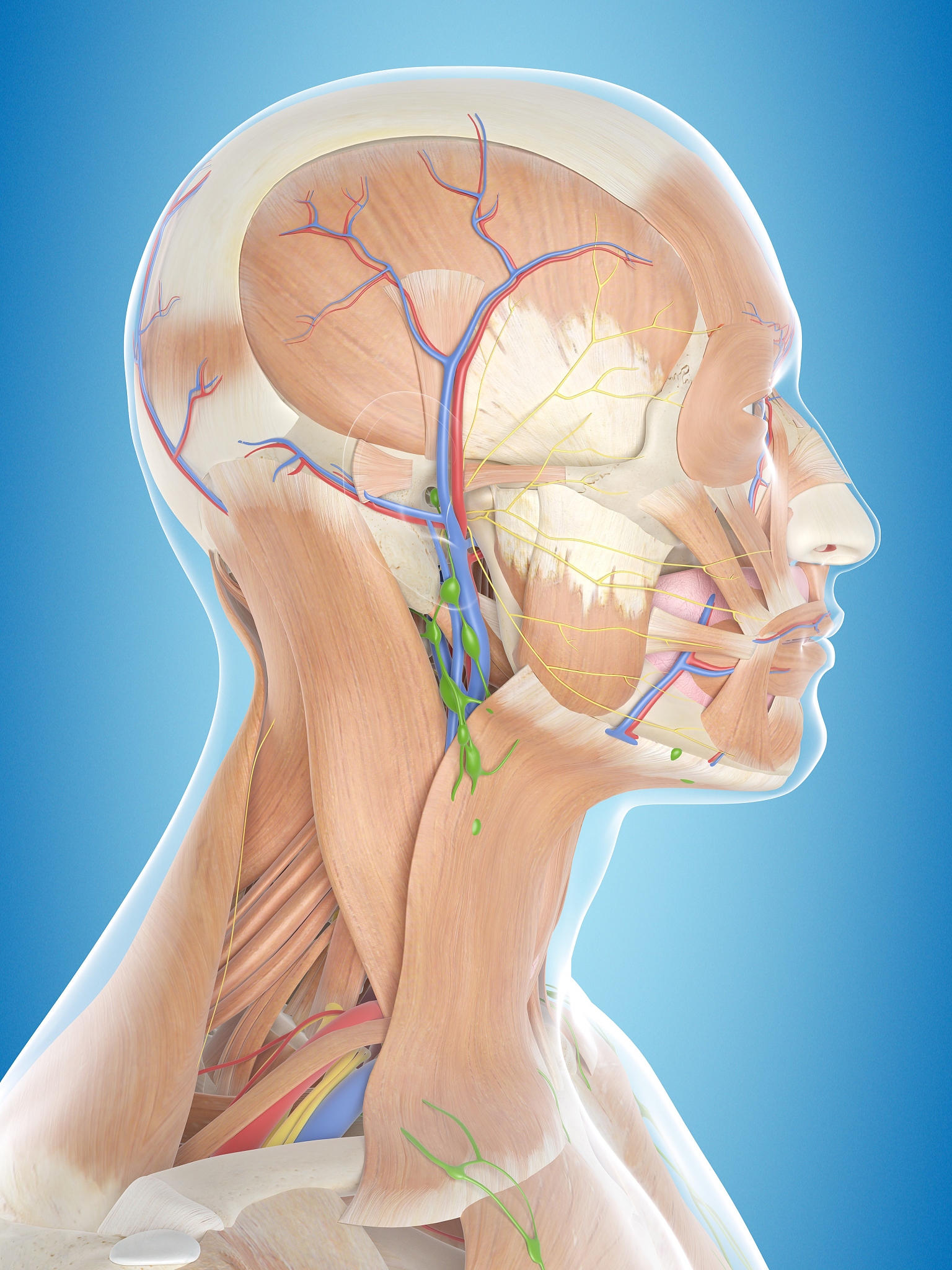 咬紧牙关反射机制：下颌神经、咀嚼肌和神经递质
