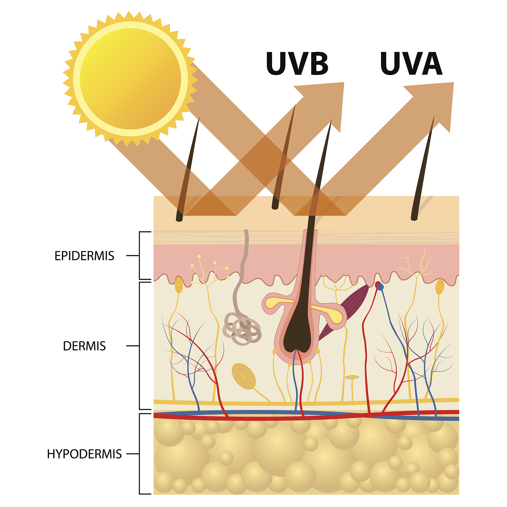 spf50 是什么意思