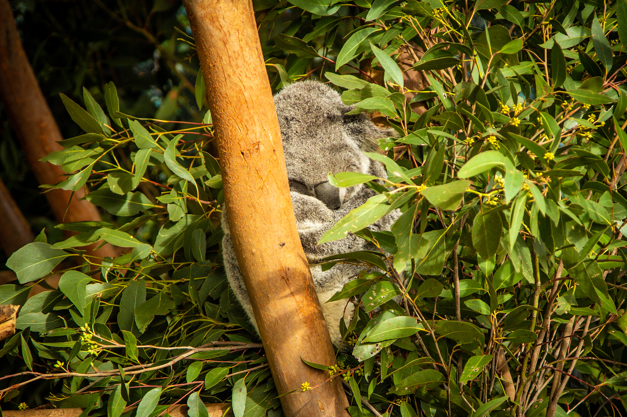 sleeping koala