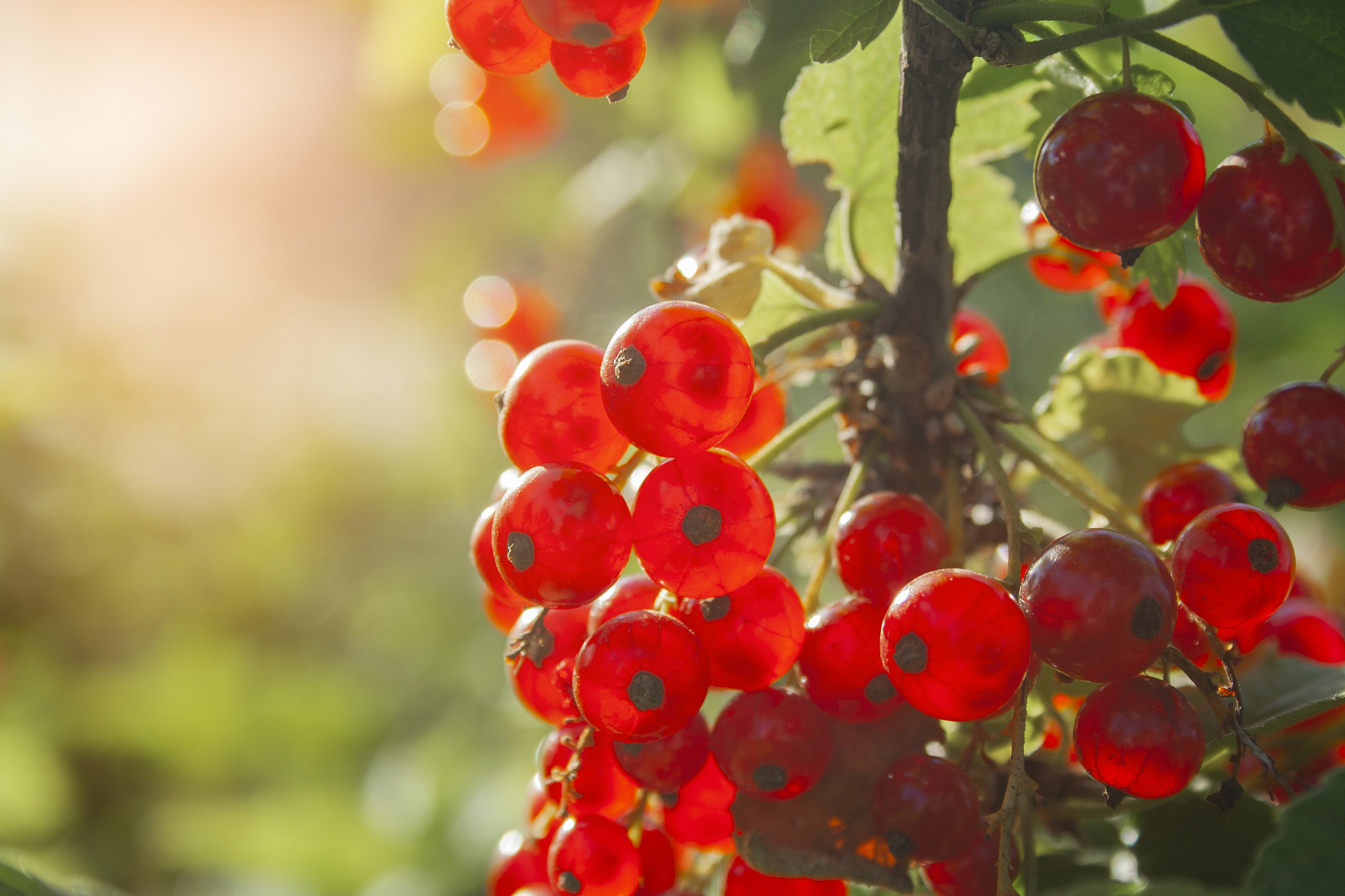 red ripe juicy currant on the green branch at sunny day close up