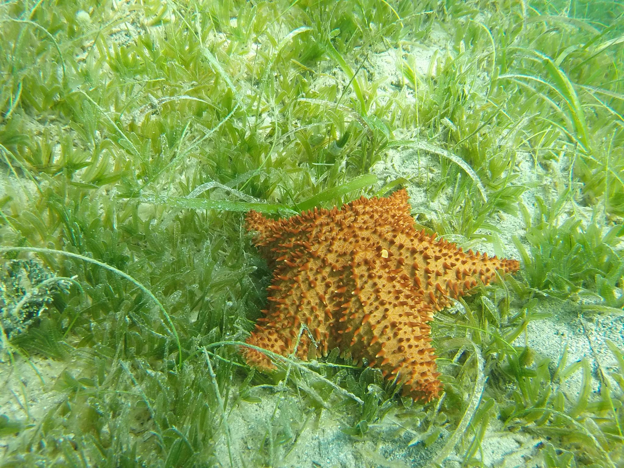 starfish in the sea grass