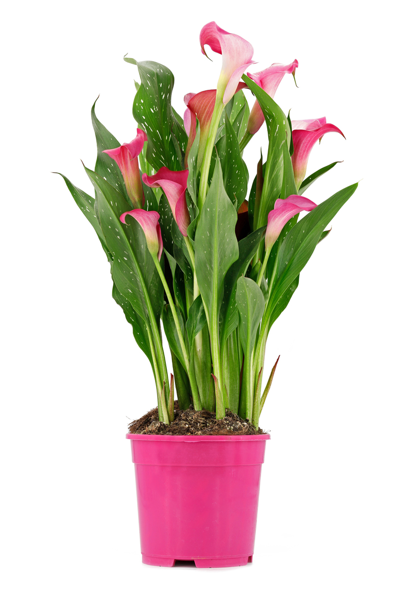 如何联想到在室内种植花卉