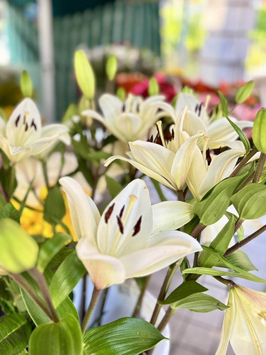 请帮我写1篇600字博客文章主题是：白兰花怎么养