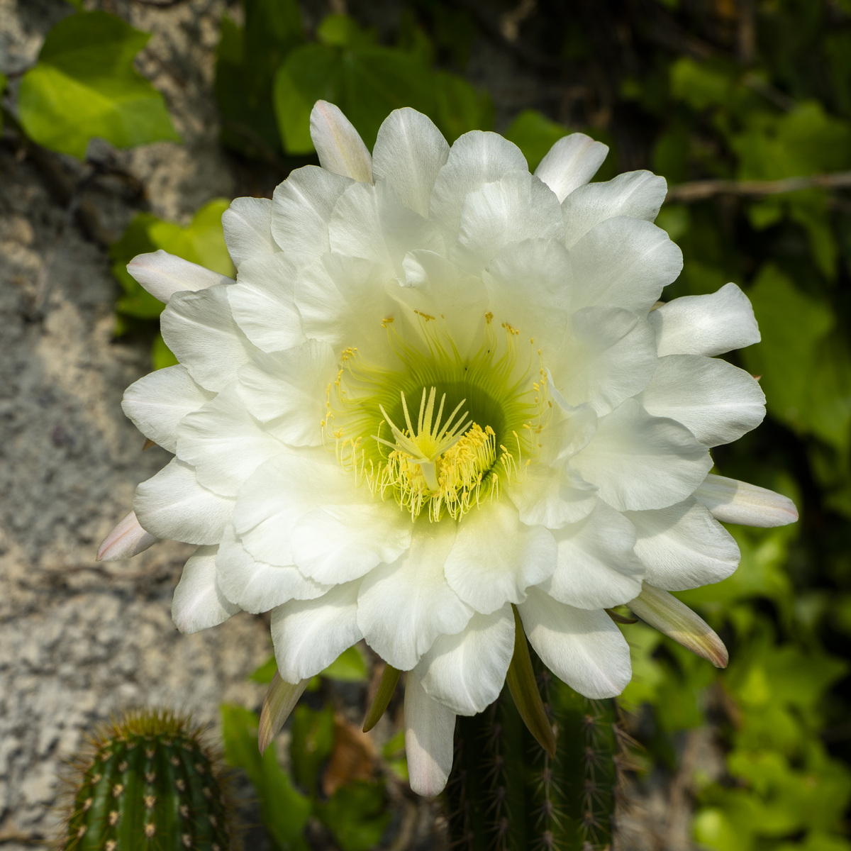 寓意不好的花：忌讳花语大全，丧葬、悲伤、死亡象征