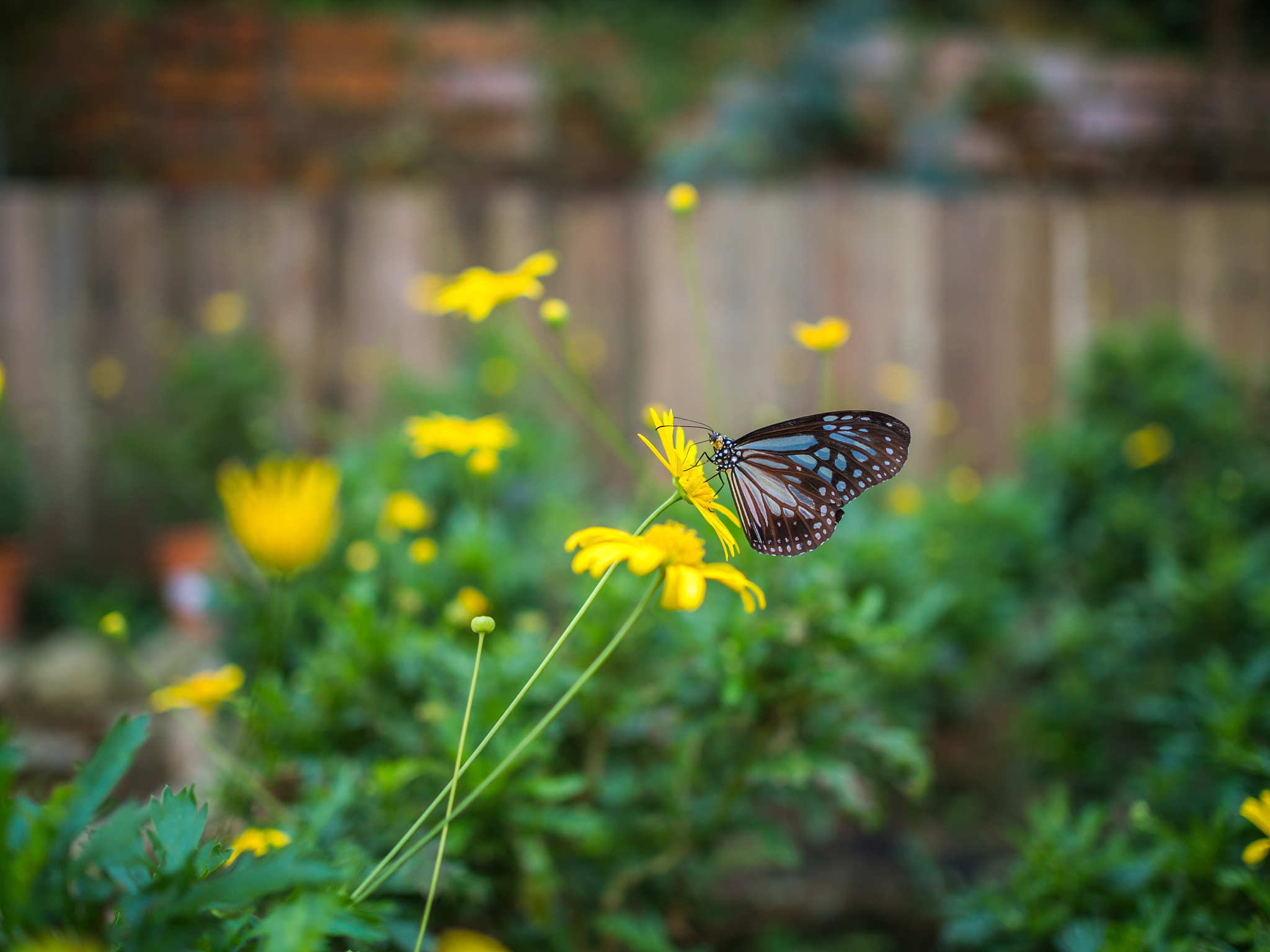 拟人句：蝴蝶在花丛中翩翩起舞，宛如一位舞者