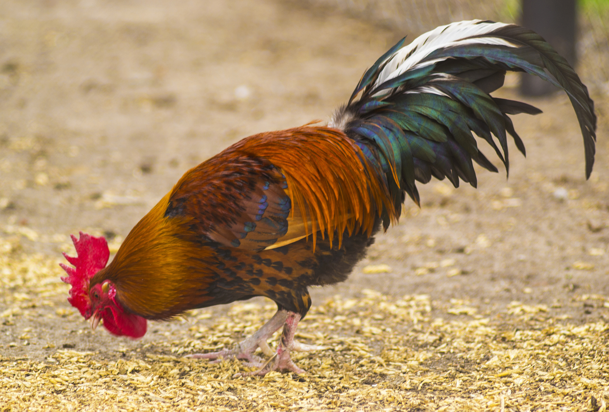 rooster and chickens. farm. chickens on traditional free range p