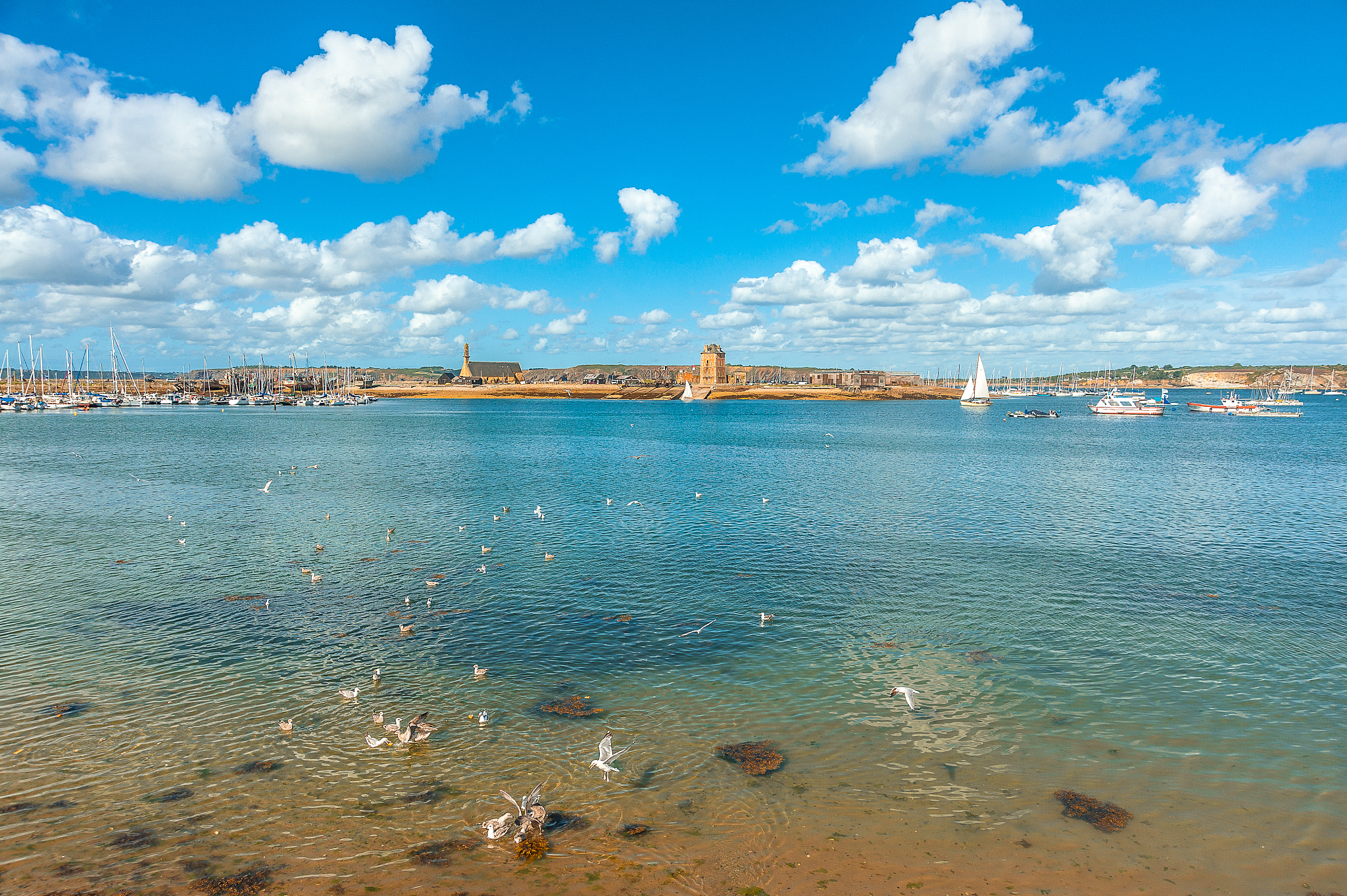 seagulls and view of the sea, camaret bay, boats and harbor/mari