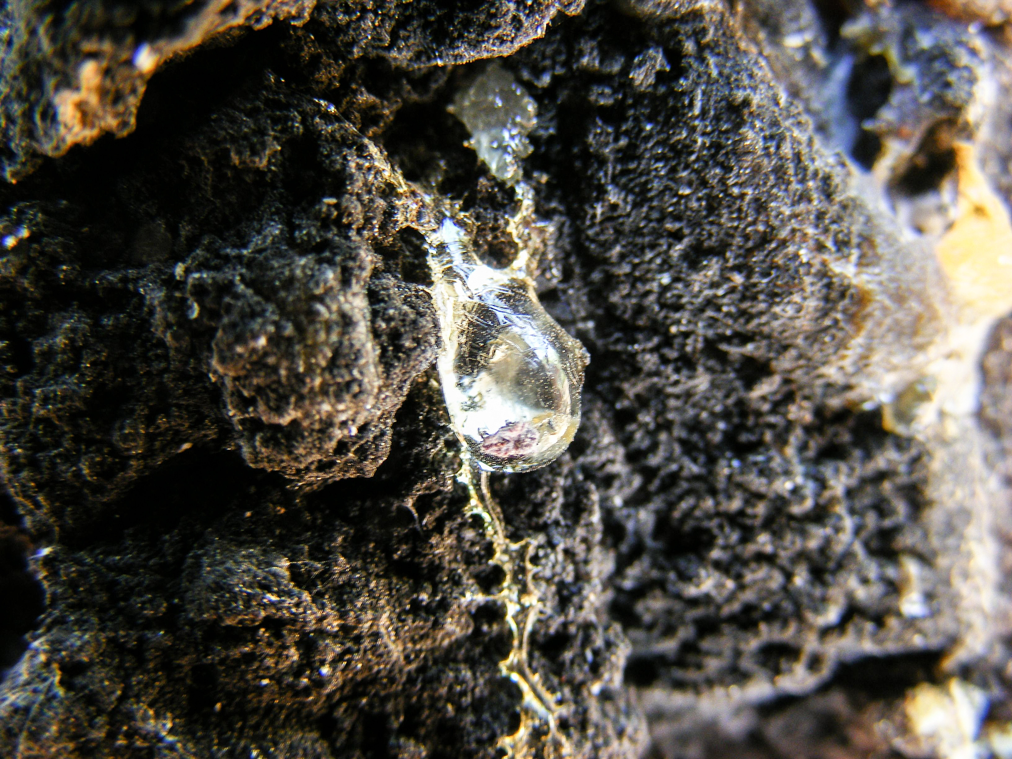 tears of a wood - resin