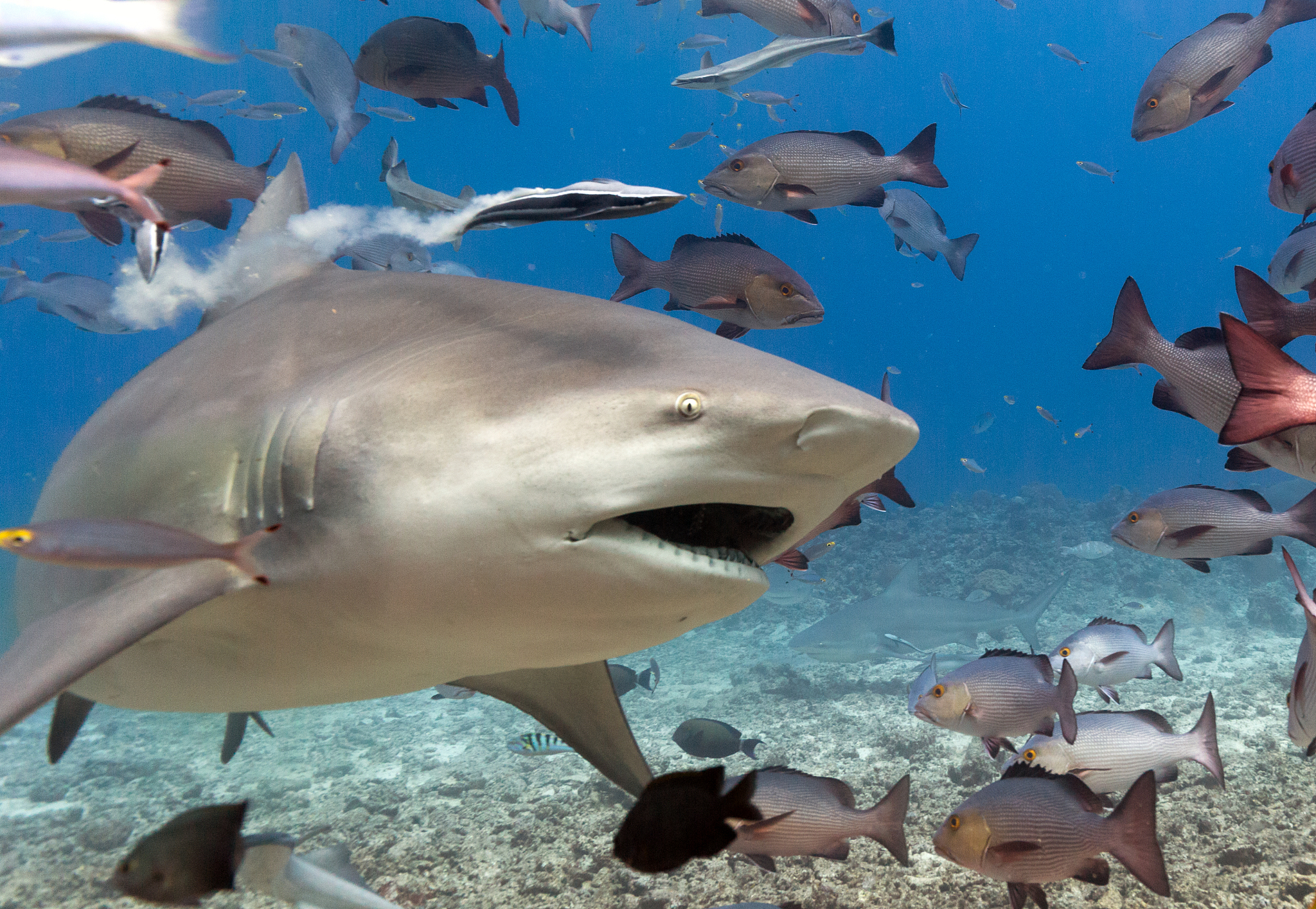 close-up of a bull shark with open mouth passing by camera
