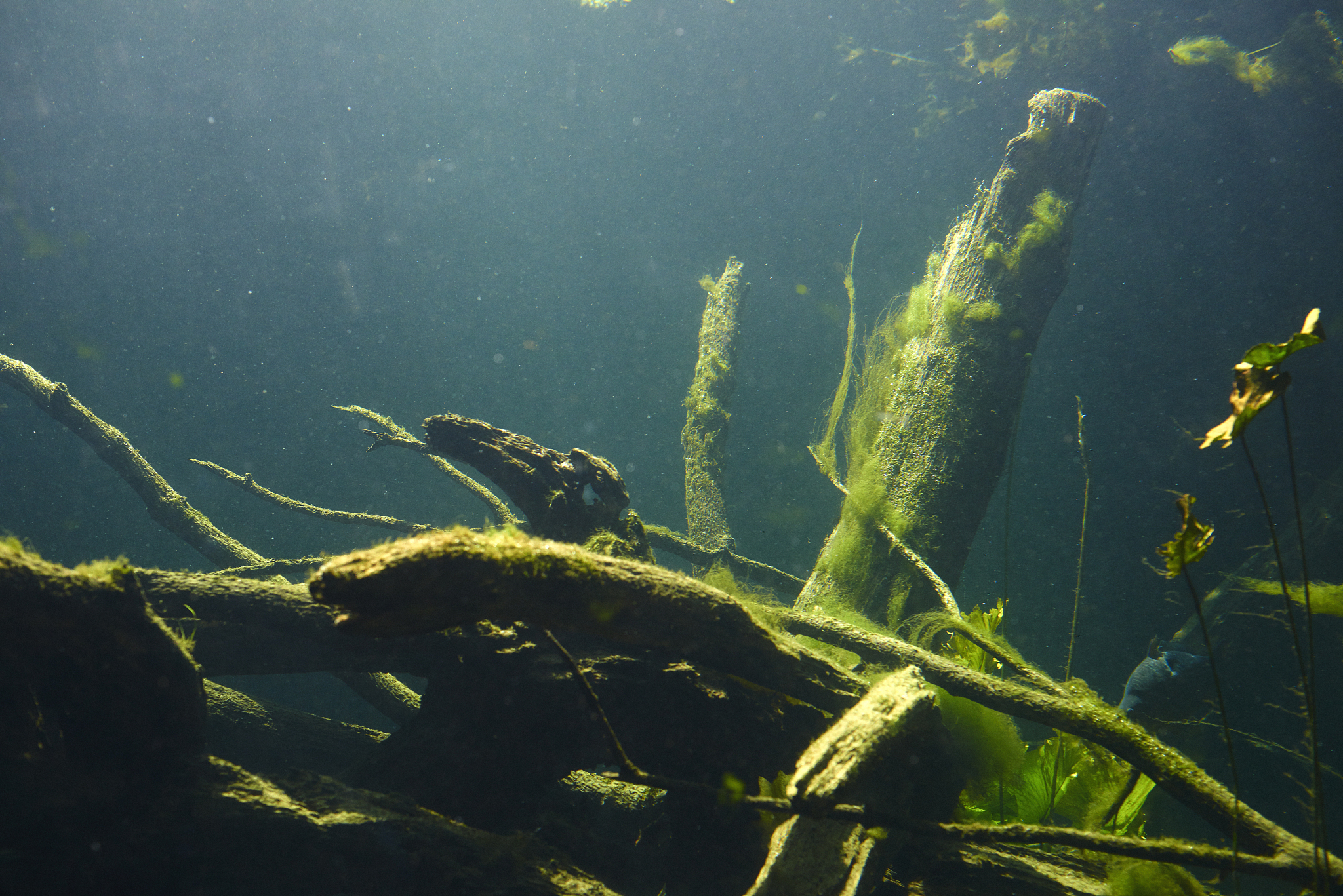 underwater plants