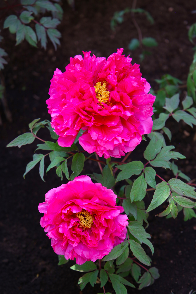 请写一篇描写牡丹花的散文