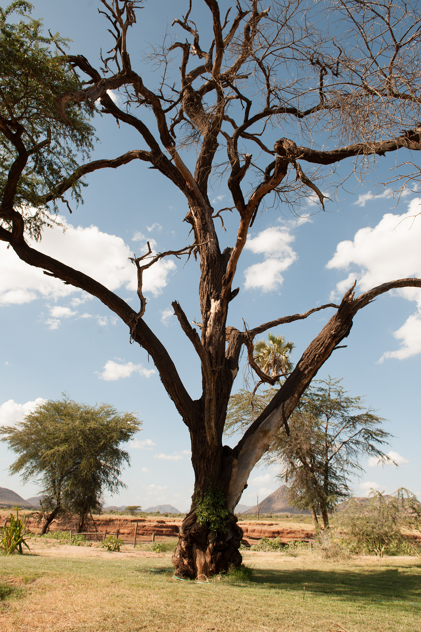 africa