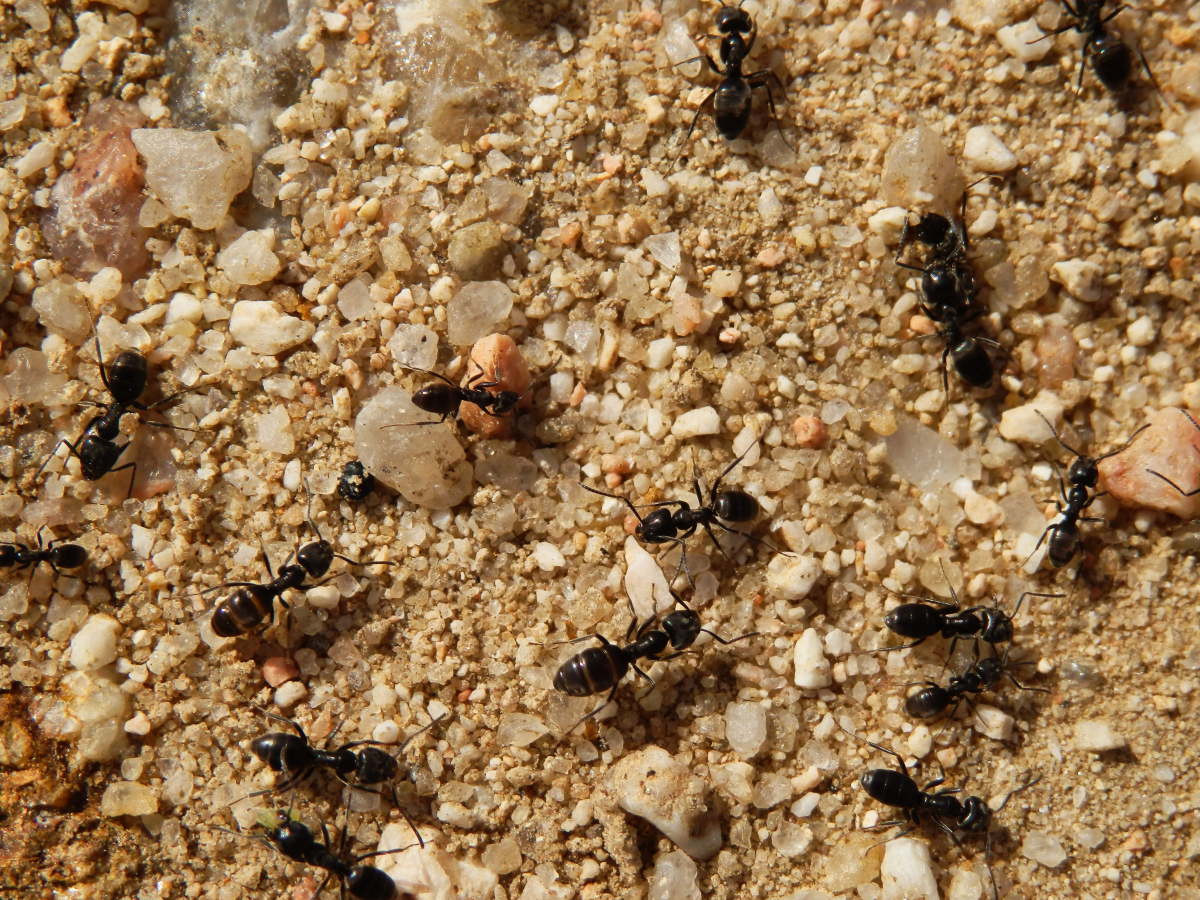 红火蚁肆虐：一场被忽视的生态灾难