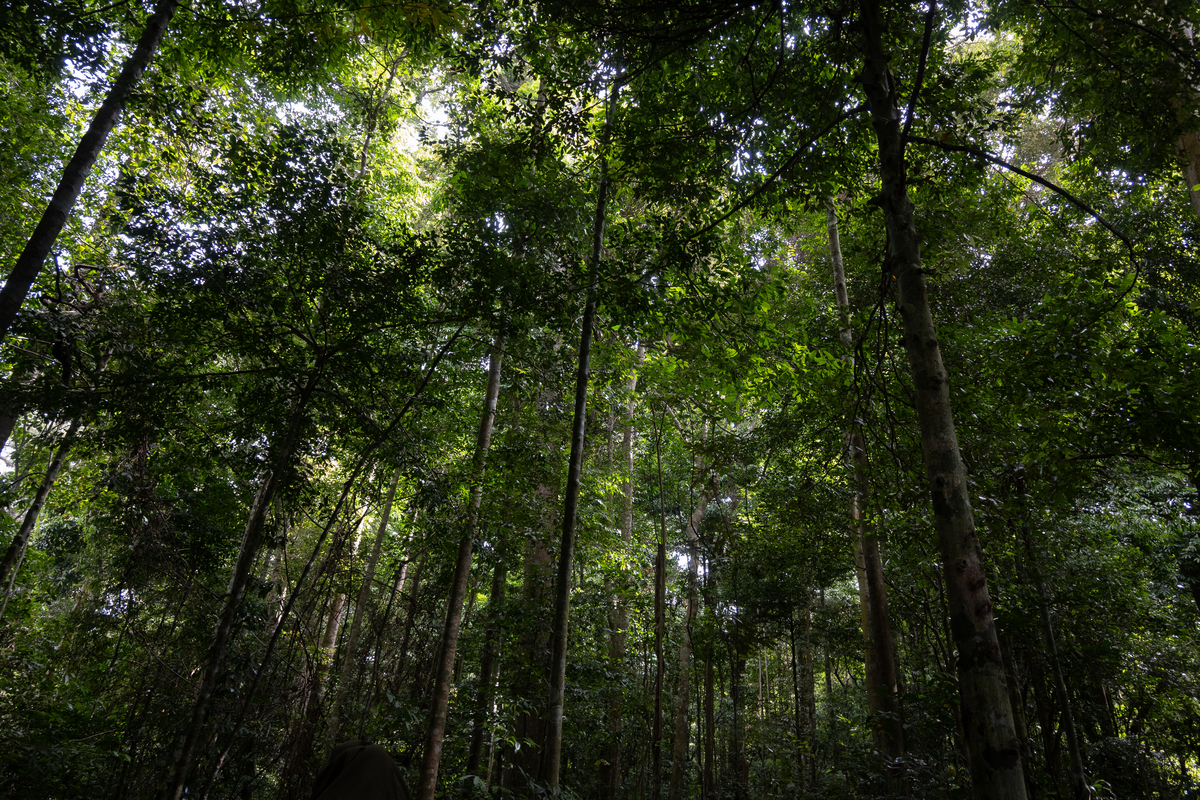 森林工程技术专科课程有哪些？