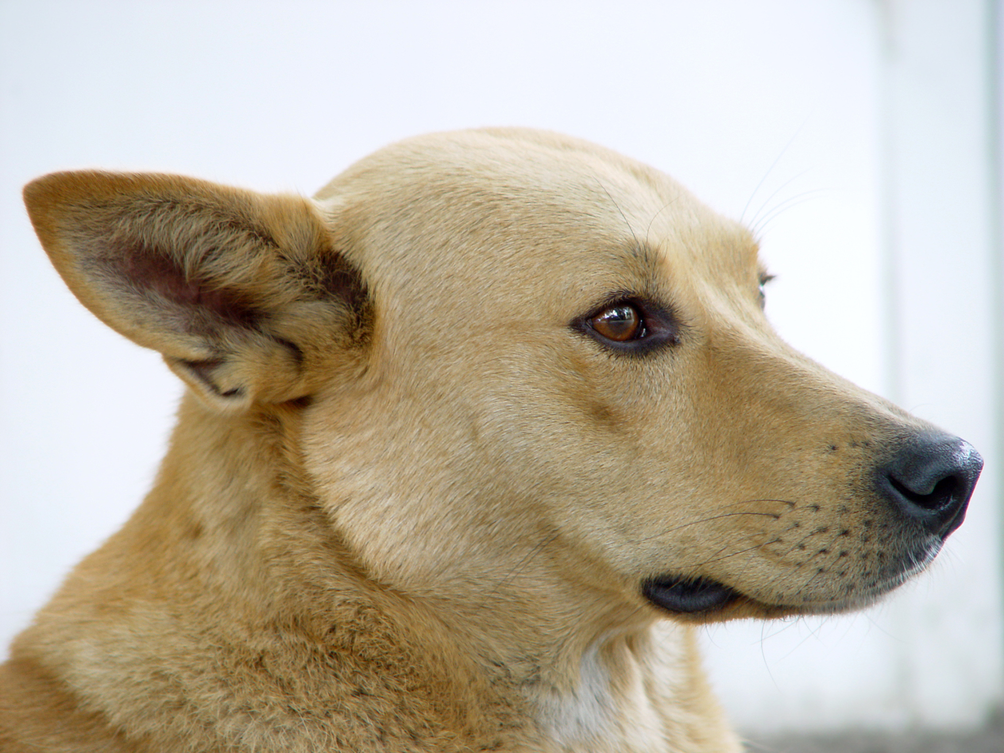 犬科动物过敏原：常见分子解析