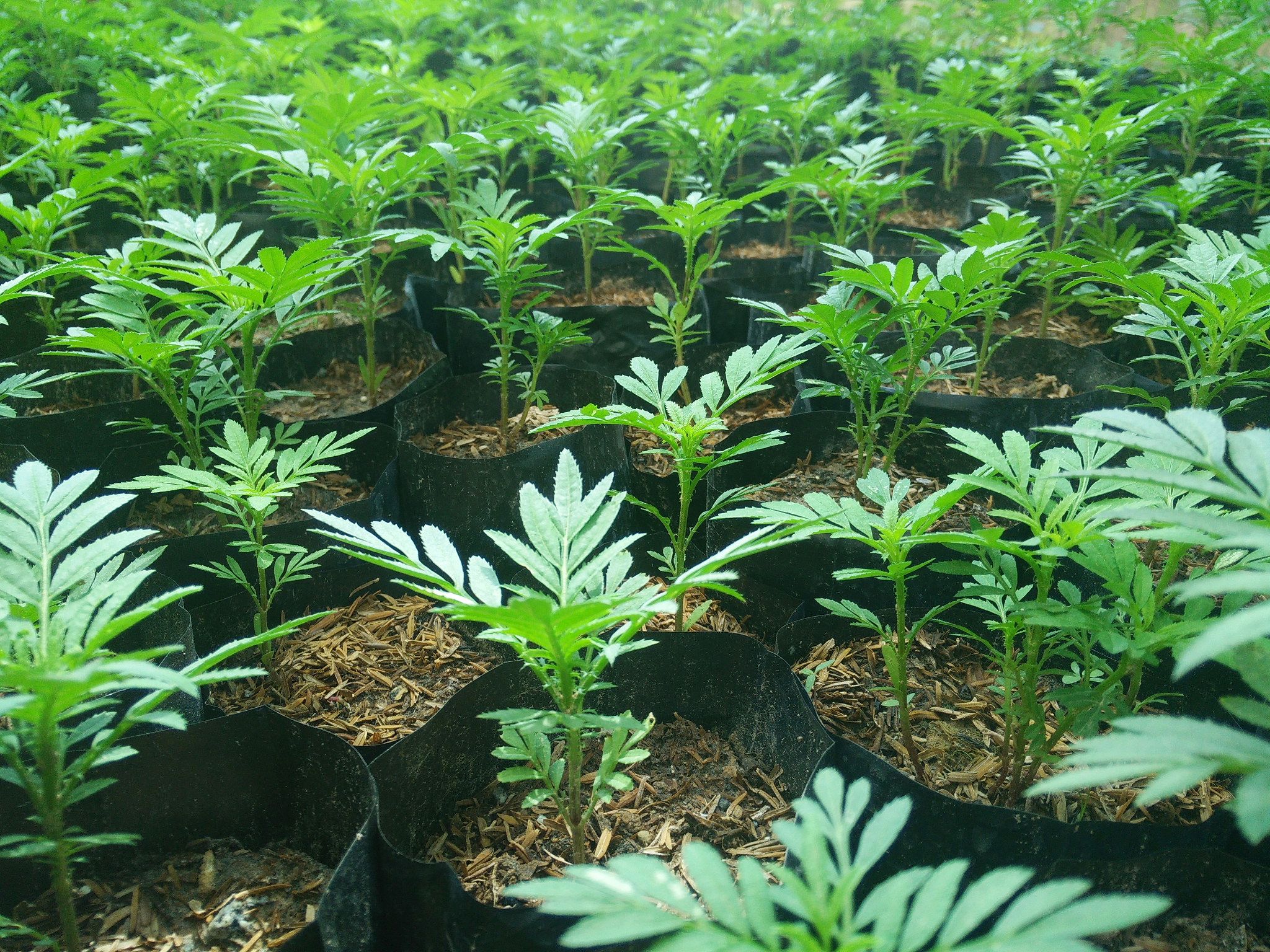 药用植物栽培加工专科专业前景分析：优势、发展和未来趋势
