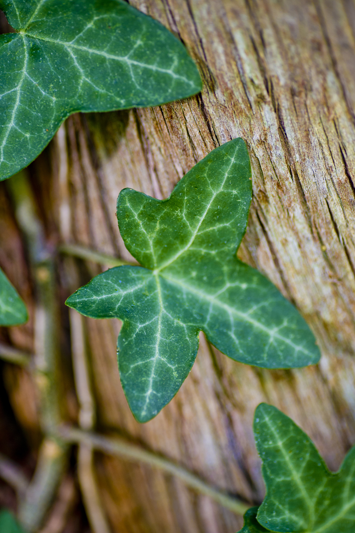 leaves