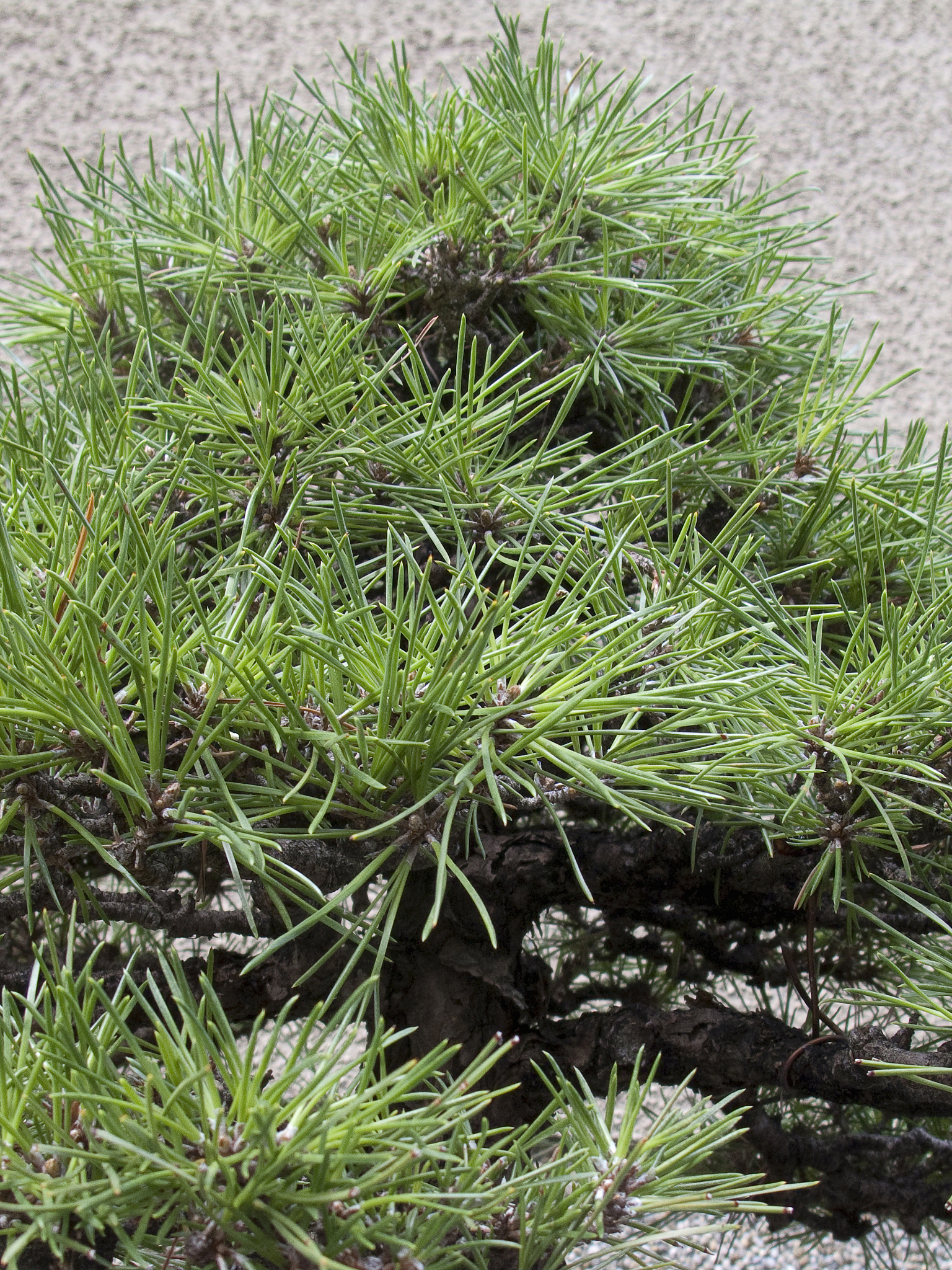 帮生成某地区的共生、互惠、竞争的植物数据集 帮生成某地区的共生、互惠、竞争的植物数据集