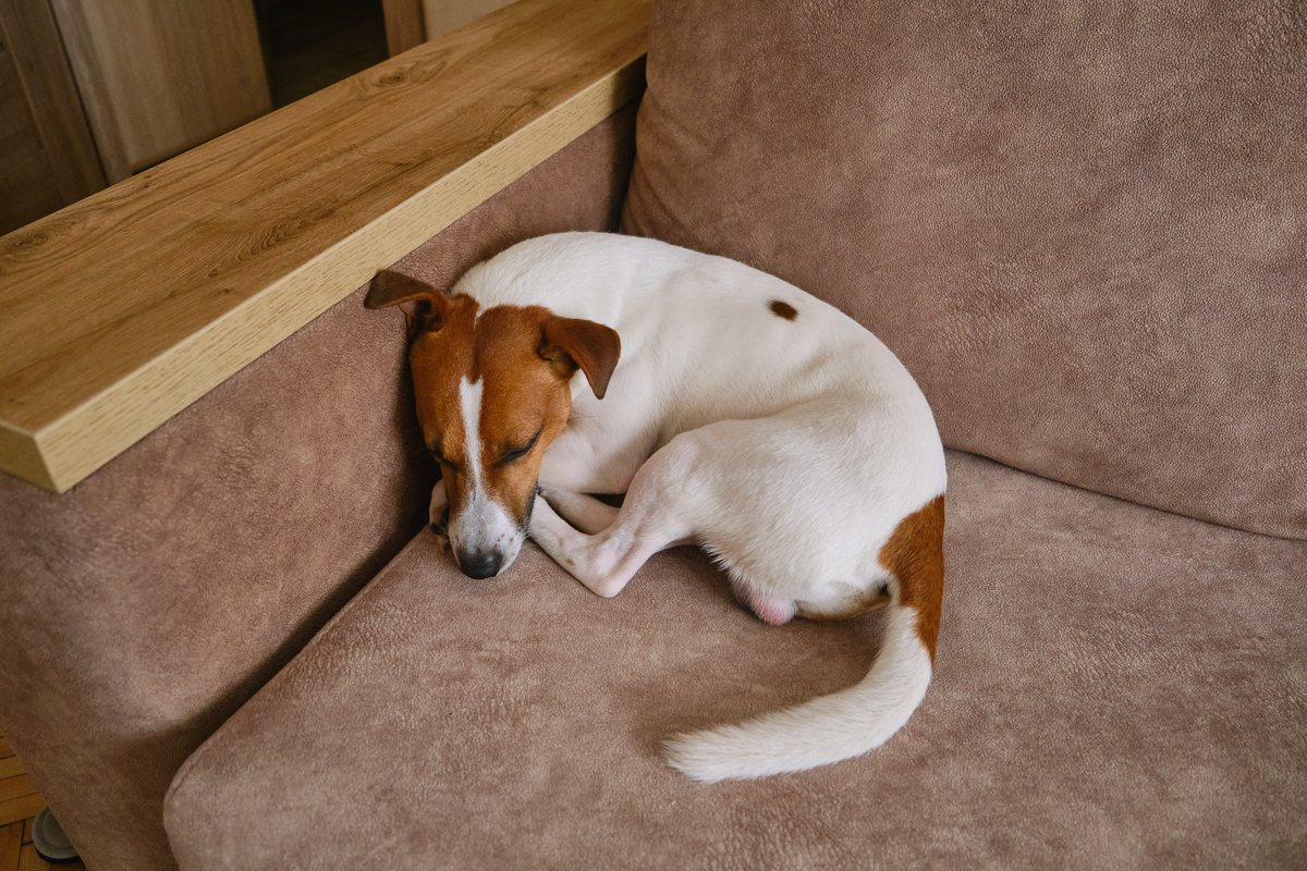 狗狗为何偏爱在铲屎官脚边安睡？揭秘狗狗的小心思