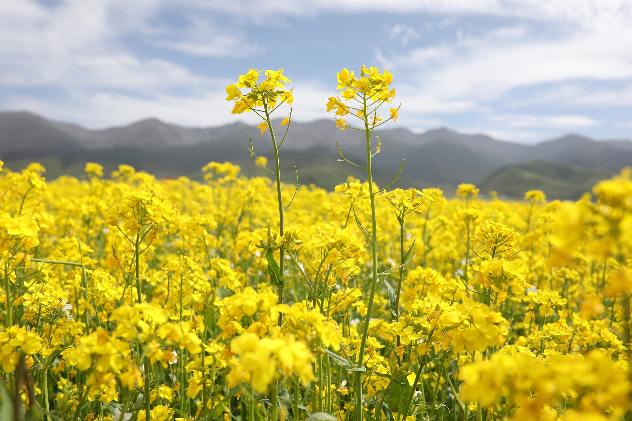 高原油菜花播种时间和成熟时间帮我用200字详细描述