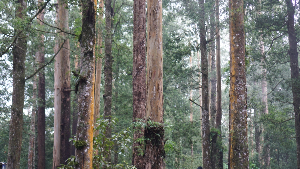 森林树木生长年龄：从几年到千年