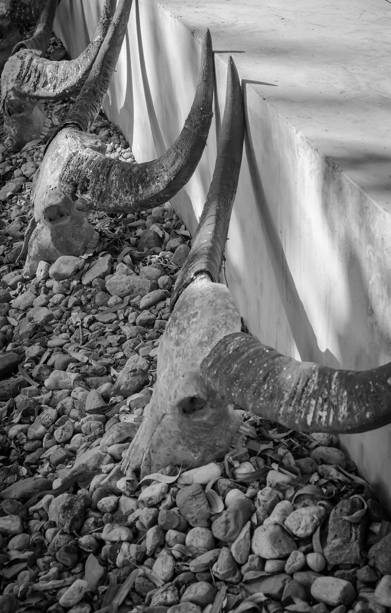 buffalo skull
